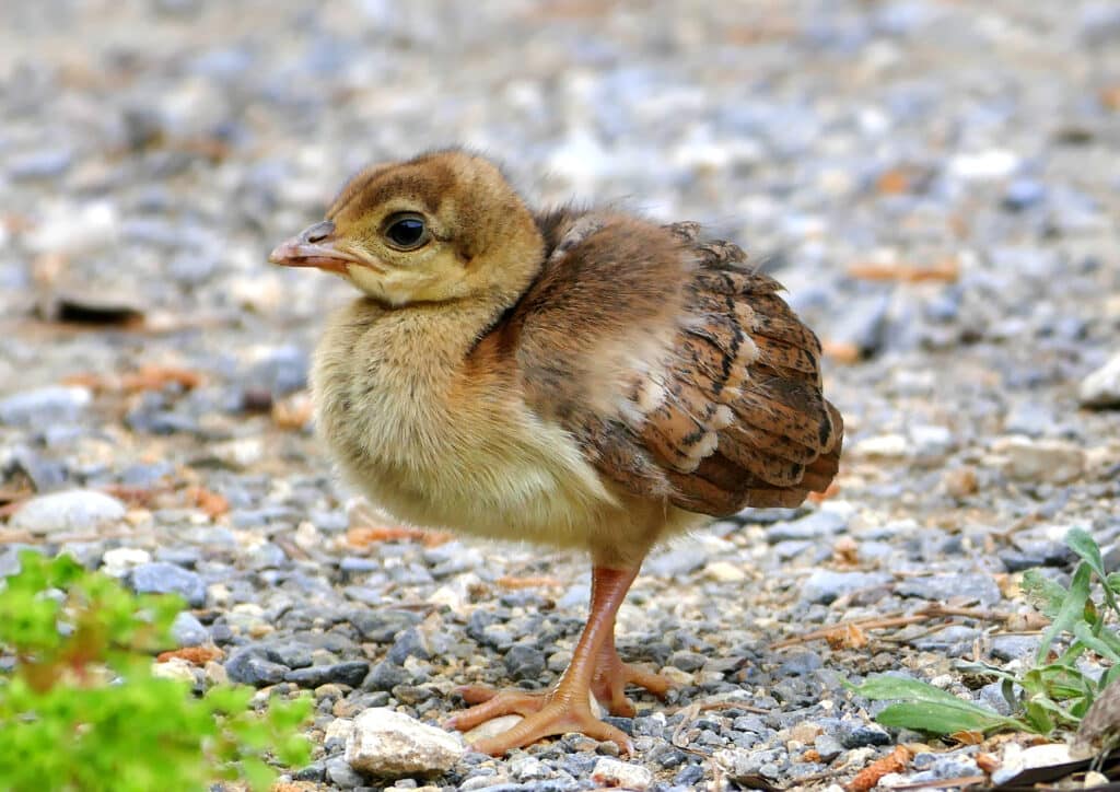 real photo of a baby peafowl