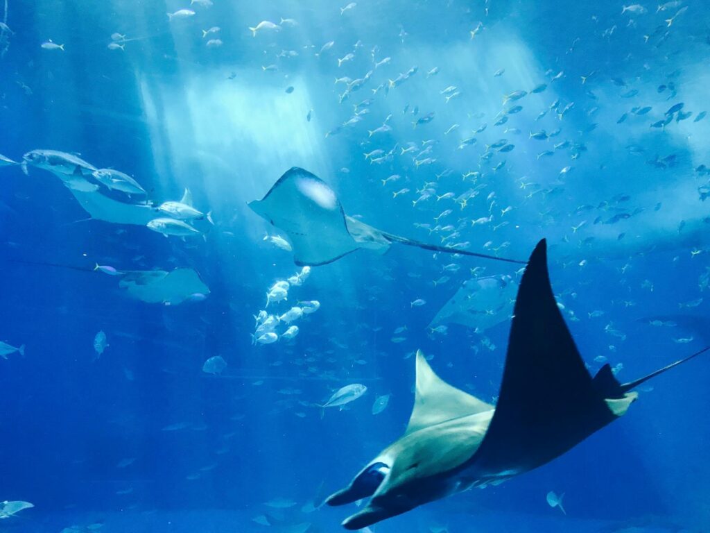 real photo of ocean life